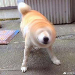 大肉楱征服黄蓉续集
